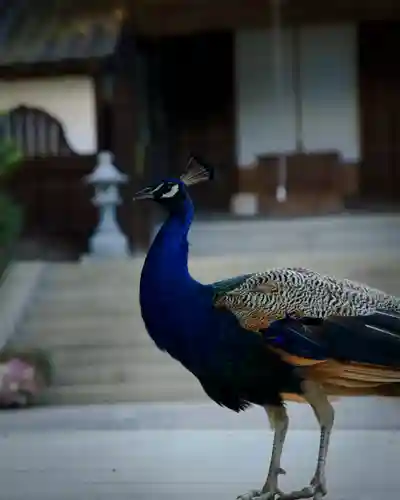 楽法寺（雨引観音）(茨城県)
