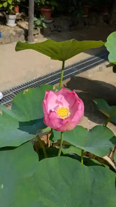 岡寺(龍蓋寺)(奈良県)