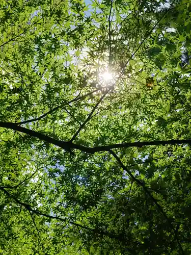 大斎原（熊野本宮大社旧社地）の自然