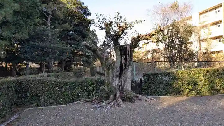 大光明寺陵の自然