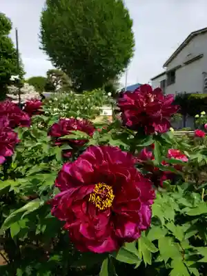禅定院(東京都)