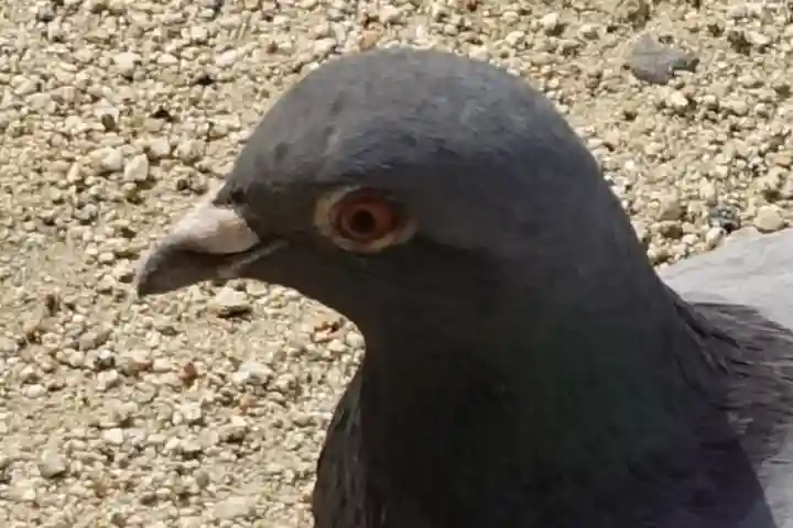 四天王寺の動物