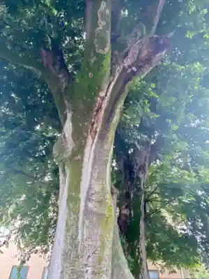 火防稲荷大明神の自然