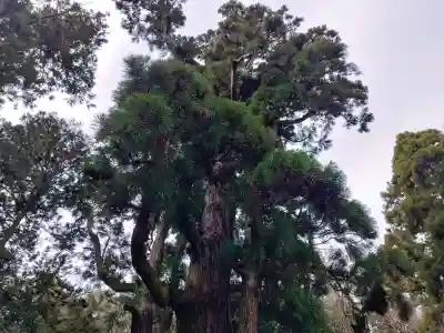 若狭姫神社（若狭彦神社下社）の{uncategorized: "未分類", other: "その他", undefined: "問題あり", building: "その他建物", grave: "お墓", sacred_gate: "鳥居", guardian: "狛犬", statue: "像", buddha: "仏像", history: "歴史", nature: "自然", garden: "庭園", animal: "動物", pagoda: "塔", temizu: "手水舎", mountain_gate: "山門・神門", sanctuary: "本殿・本堂", subordinate: "末社・摂社", art: "芸術", scenery: "景色", jizo: "地蔵", ema: "絵馬", goshuin: "御朱印", omikuji: "おみくじ", items: "授与品その他", amulet: "お守り", goshuincho: "御朱印帳", eats: "食事", festival: "お祭り", votive_dance: "神楽", shichigosan: "七五三参", wedding: "結婚式", experience: "体験その他", initially: "初詣", around: "周辺", anti_infection: "感染症対策"}