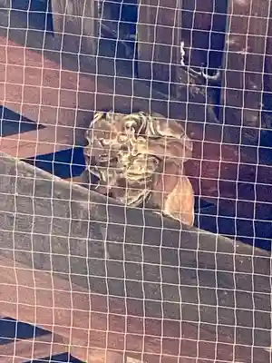 東寺（教王護国寺）(京都府)