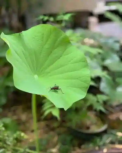 遠照山 光明寺（尼崎大仏）の自然
