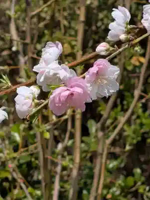 天徳寺(神奈川県)