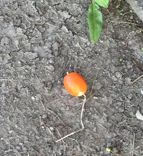 神服織機殿神社(皇大神宮所管社)の自然