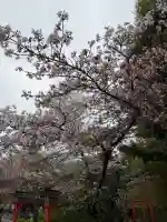 平野神社の{uncategorized: "未分類", other: "その他", undefined: "問題あり", building: "その他建物", grave: "お墓", sacred_gate: "鳥居", guardian: "狛犬", statue: "像", buddha: "仏像", history: "歴史", nature: "自然", garden: "庭園", animal: "動物", pagoda: "塔", temizu: "手水舎", mountain_gate: "山門・神門", sanctuary: "本殿・本堂", subordinate: "末社・摂社", art: "芸術", scenery: "景色", jizo: "地蔵", ema: "絵馬", goshuin: "御朱印", omikuji: "おみくじ", items: "授与品その他", amulet: "お守り", goshuincho: "御朱印帳", eats: "食事", festival: "お祭り", votive_dance: "神楽", shichigosan: "七五三参", wedding: "結婚式", experience: "体験その他", initially: "初詣", around: "周辺", anti_infection: "感染症対策"}