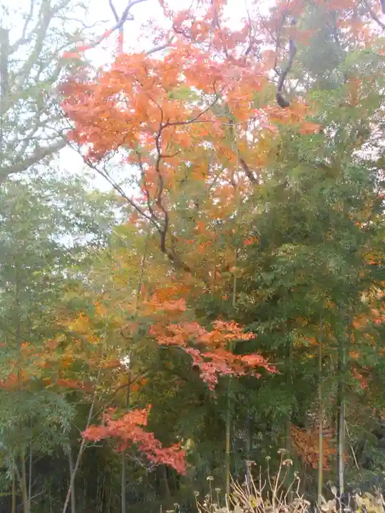 永福寺跡(永福寺址)の自然