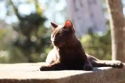 玉野御嶽神社(愛知県)