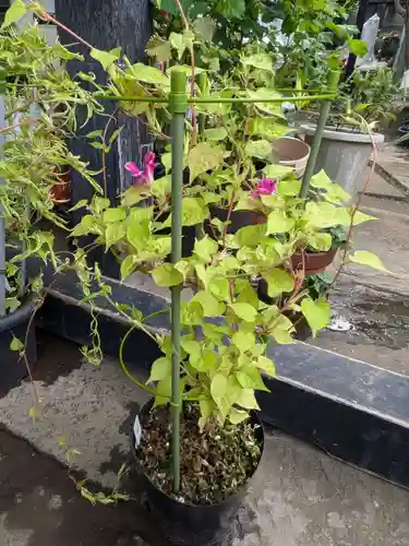 谷中 妙福寺(東京都)