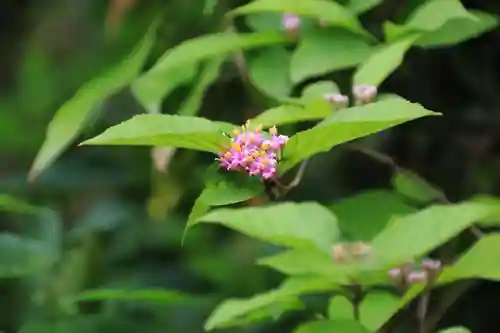 阿久津「田村神社」（郡山市阿久津町）旧社名：伊豆箱根三嶋三社の庭園