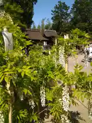 志那神社(滋賀県)