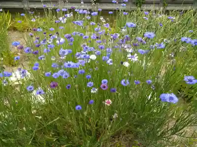 藤田神社[旧児島湾神社]の自然