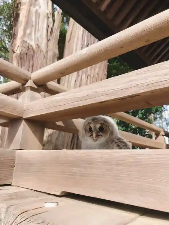 鹿嶋三嶋神社(茨城県)