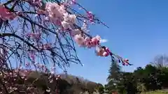 五所駒瀧神社の自然