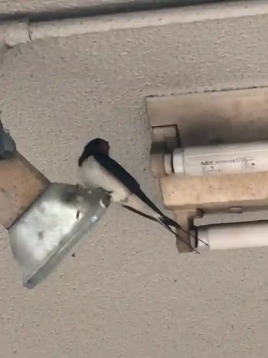 白菊稲荷大神(兵庫県)