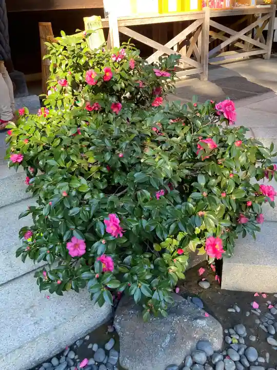 東京大神宮の自然