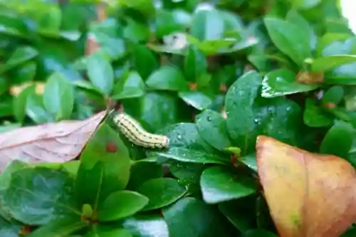 鴨都波神社の動物