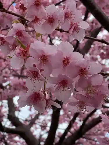 鷲宮神社の自然