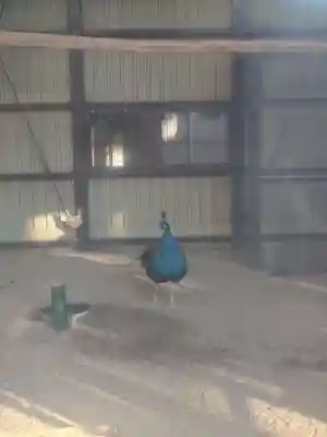 岩槻久伊豆神社(埼玉県)