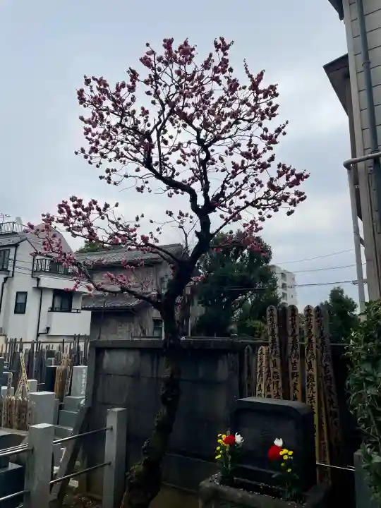 長運寺の{uncategorized: "未分類", other: "その他", undefined: "問題あり", building: "その他建物", grave: "お墓", sacred_gate: "鳥居", guardian: "狛犬", statue: "像", buddha: "仏像", history: "歴史", nature: "自然", garden: "庭園", animal: "動物", pagoda: "塔", temizu: "手水舎", mountain_gate: "山門・神門", sanctuary: "本殿・本堂", subordinate: "末社・摂社", art: "芸術", scenery: "景色", jizo: "地蔵", ema: "絵馬", goshuin: "御朱印", omikuji: "おみくじ", items: "授与品その他", amulet: "お守り", goshuincho: "御朱印帳", eats: "食事", festival: "お祭り", votive_dance: "神楽", shichigosan: "七五三参", wedding: "結婚式", experience: "体験その他", initially: "初詣", around: "周辺", anti_infection: "感染症対策"}