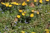 正観音堂の自然