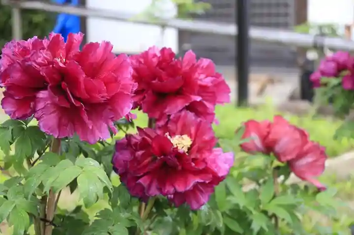 乙訓寺(京都府)