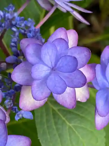 妙蓮寺(神奈川県)