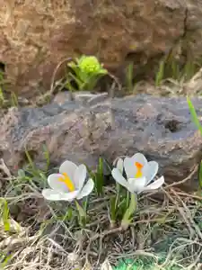 宝壽山 吉祥院の自然(2023年04月08日(土) 14時04分45秒投稿)