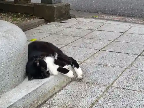 蔵前神社の動物