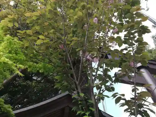 柏諏訪神社の自然