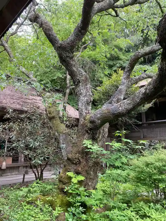 吉野水分神社(吉野町)の自然