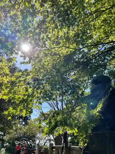 大山阿夫利神社の自然