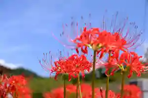 金蛇水神社(宮城県)(2023年09月23日(土) 09時07分09秒投稿)