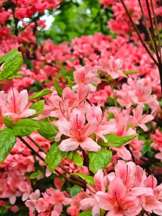 美幌神社(北海道)