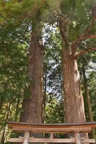 三所神社（桑の川の大杉）(高知県)