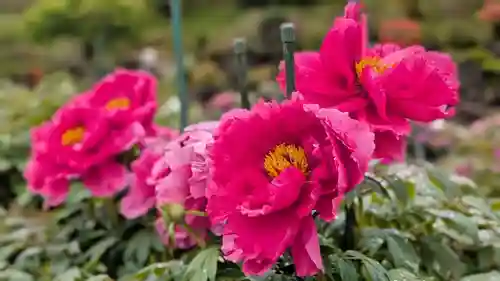 金蛇水神社(宮城県)