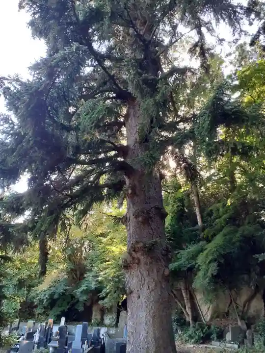 天麟院(宮城県)