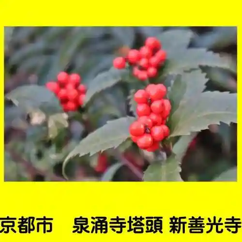 一條殿 新善光寺の自然