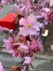 桜神宮の自然