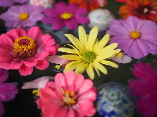 今市報徳二宮神社の手水舎