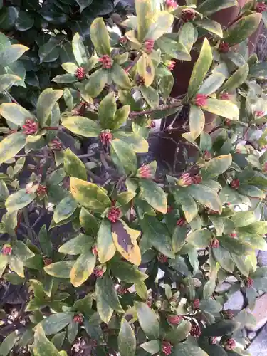 直来神社の自然