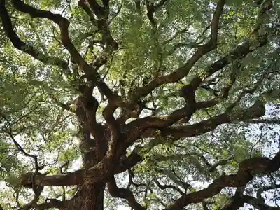 明治神宮(東京都)