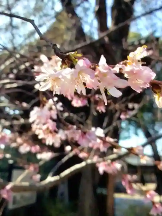 妙法寺(東京都)