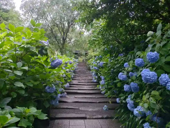 明月院(神奈川県)