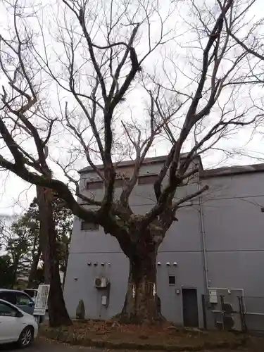 八坂神社の自然