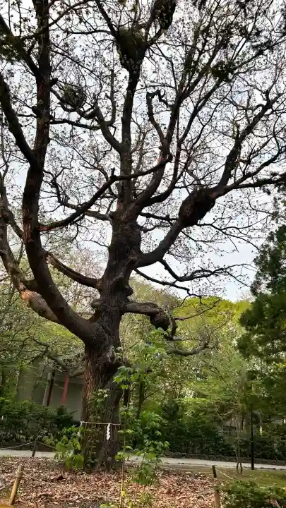 北海道神宮(北海道)