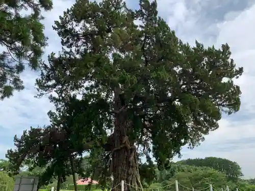木幡神社の周辺